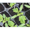 San Marzano Tomato Seeds - For Growing Delicious Tomatoes for
