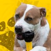 Tonka Axle Tread Dog Toy with Interactive Feeder, Lightweight, Durable