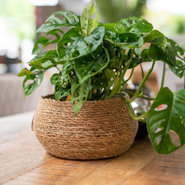 DARO DEKO Seagrass Basket Bowl Round Natural Diameter 28 x