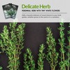 SURVIVAL GARDEN SEEDS Survival Garden Seeds - Thyme Seed for