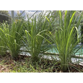 Roots 3 Lemongrass Stalks Fully Rooted Ready To Plant (Organic)