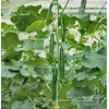 CHUXAY GARDEN Jade Cucumber Seed 25 Seeds Cucumis Sativus Plant