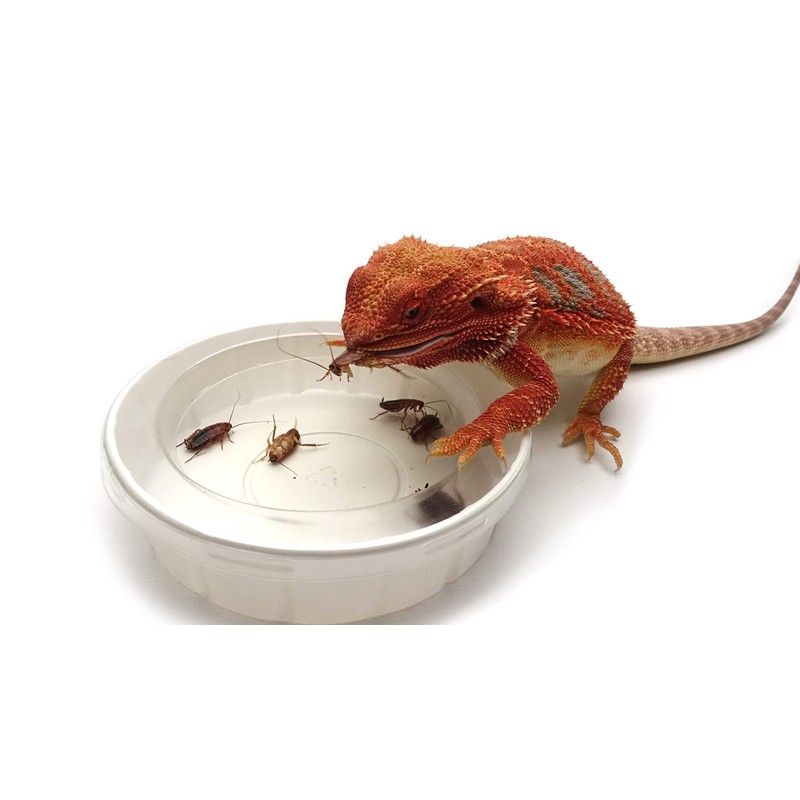 Feeder Cups, Large 5" x 1-1/4", 3 Each