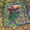 Pigeon Bird Trap Trapping Chicken Quail 2 Pack Spring Starling
