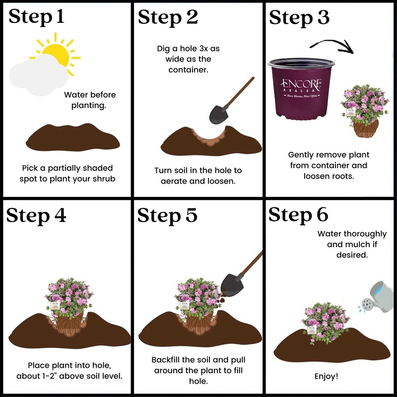 2 Gal. Autumn Carnation Shrub