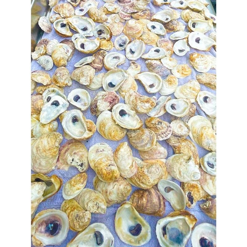 Combo Oyster Shell Set (Flats + Cups, 2–4”) - Size: