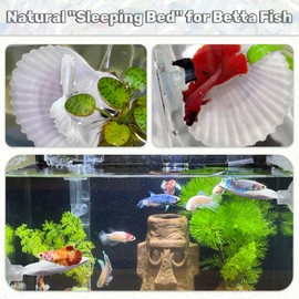 JJMOLLE 3PCS Betta Hammock Shells, Natural Small Fish Tank Decorations, Betta Fish Tank Accessories, Aquarium Decorations, Aquarium Hideout Habitat for Sleeping Resting Hiding Playing (Purple)