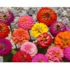 500 Zinnia Thumbelina Mix Flower Seeds Zinnia Elegans (Approx)