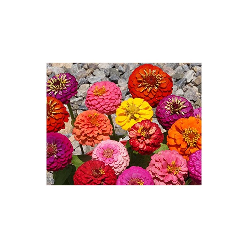 500 Zinnia Thumbelina Mix Flower Seeds Zinnia Elegans (Approx)