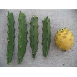 Yellow Dragon Fruit Cutting 6 Inc to 8 Inc Length for Planting 1 Cutting
