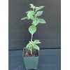 Purple Bougainvillea Live Plant- In 4" Pot