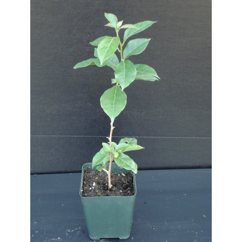 Purple Bougainvillea Live Plant- In 4" Pot
