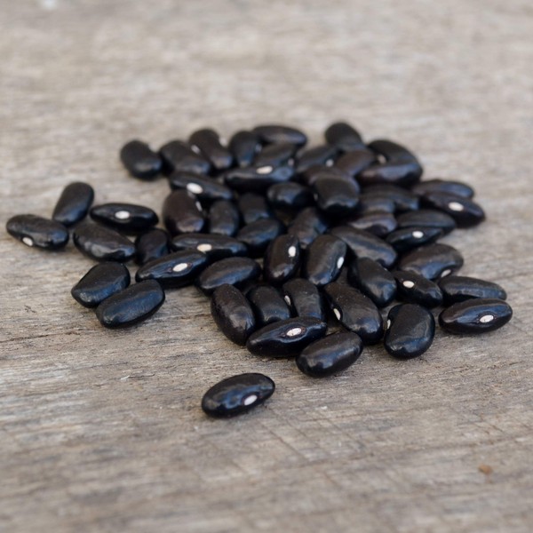 Cherokee Trail of Tears Bean - 25 Seeds