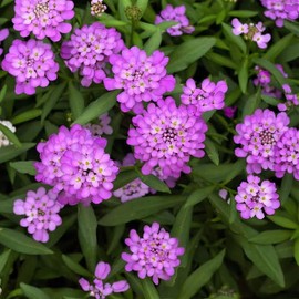 2000+ Perennial Mixed Candytuft Flower Seeds to Plant Outdoor-Evergreen Iberis Amara Ground Cover Plant Garden Home