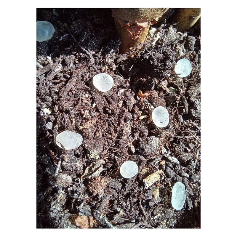 Biotop - Nematodes in Microcapsules - Pack of 200