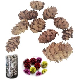 POFET Natural Pine Cones Pineal Gland Aquarium Terrariums Miniature Garden Fairy Gardens Dollhouse Decoration 1-3 cm 50 Pieces