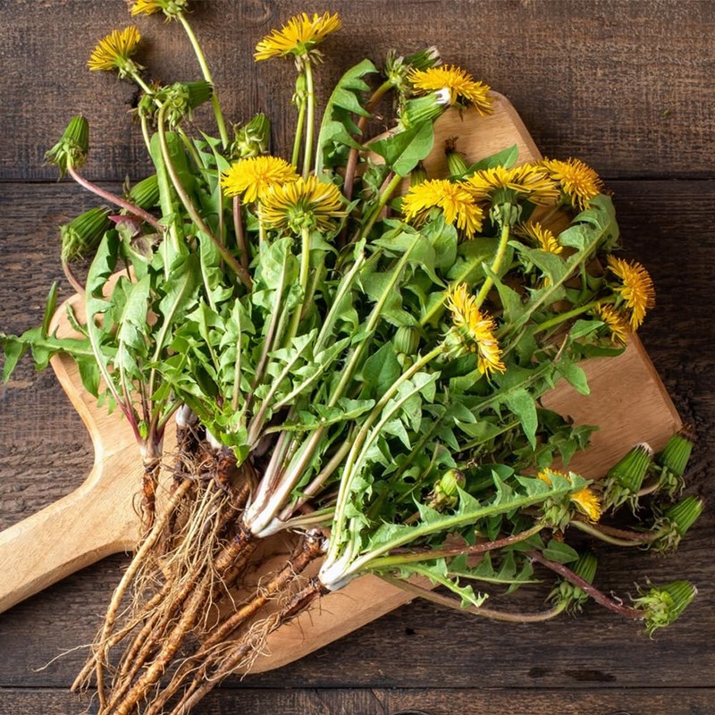 ONDAMGO White Dandelion Tea 30T Warm Tea 1.05oz / 민들레차