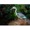 St Helens Home & Garden Life-Sized Decoy Heron - Realistic