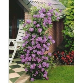 Nygardenia 20pcs Purple Climbing Rose Seeds - Rare Non-GMO Heirloom Variety for Your Garden