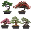 Meekear Growing into Blue Spruce, Chinese Boxwood, Dawn Redwood, Flame