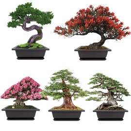 Meekear Growing into Blue Spruce, Chinese Boxwood, Dawn Redwood, Flame Tree, Judas Tree, Indoor Outdoor Home Gardening DIY Gifts