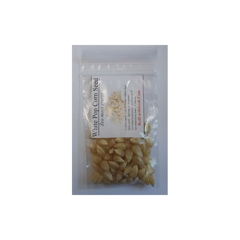 White 50 Pop Corn - Zea mays everta kernels (Organically