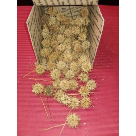 100 Sweet gum balls.  Freshly picked from GA.  Most with stems, some without.