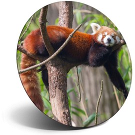 Destination Vinyl ltd Magnet for Refrigerator, Fridge - Cute Lesser Red Panda for Office, Cabinet and Whiteboard, Magnetic Stickers, 14154