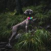 Kpuplol Luminous Collar, Dog, 12 Lighting Modes, Dogs, LED Collar,