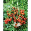 RAISE ME UP: Seeds Red Indoor Dwarf Tomato Determinate Non