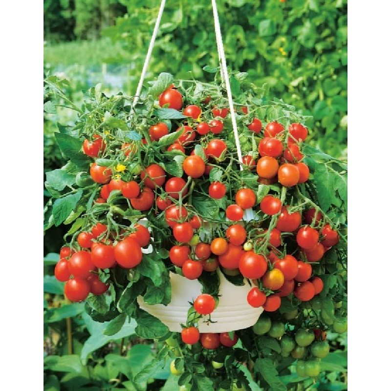 RAISE ME UP: Seeds Red Indoor Dwarf Tomato Determinate Non