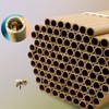 Jindduo Mason Bee Tubes 120 Pieces of 6 inch Long