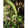 Fresh Giant Bristlegrass Setaria magna 1-gram Native Grass Birds Fresh