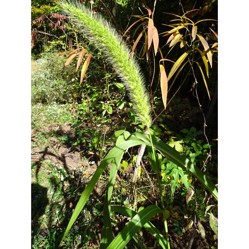Fresh Giant Bristlegrass Setaria magna 1-gram Native Grass Birds Fresh