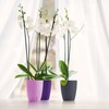 Happy Plants Orchidea Twin 2 Litre - Purple