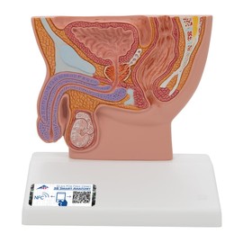 3B Scientific H12 Male Pelvis Section, 1/2 Life Size and Free Anatomy App - 3B Smart Anatomy