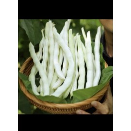 Pan-Asia Heirloom 60 BAI BU LAO Chinese Romano Pole Bean Seeds 九粒白 白不老 架芸豆 USA FreeShip