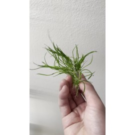 Micro Sword (Lilaeopsis brasiliens) Live Aquarium Plant (~3 in pot worth)