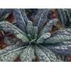 500 Black Tuscan Lacinato Kale Seeds for Planting AKA Dinosaur