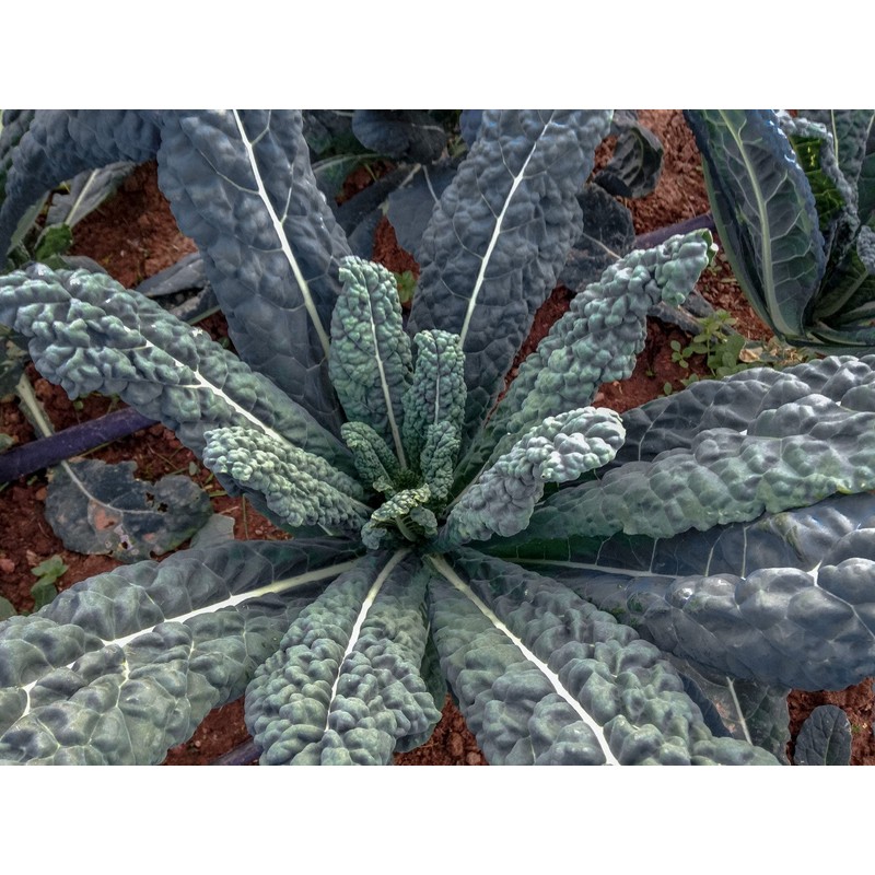 500 Black Tuscan Lacinato Kale Seeds for Planting AKA Dinosaur