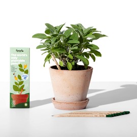 SproutWorld Wood-Cased Pencils | Mindful Thoughts Edition | HB Pre-Sharpened Graphite Plantable Wooden Pencils with Flower, Herb & Vegetable Seeds | Gift with Inspirational Quotes | 8 Pack