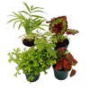 Terrarium & Fairy Garden Plants - 5 Plants in 2"