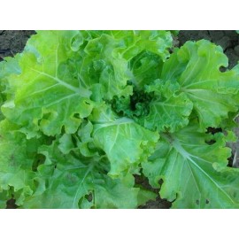 The Gardening World 250 Tokyo Bekana Mustard Seeds Chinese Cabbage Pekinensis Organic