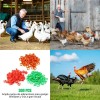 300 Bandas Identificación De Pollo Ajustables Con Numerados