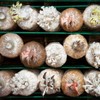 Biomed Solutions Mushroom Grow Bag Cap and Ring for Cultivating
