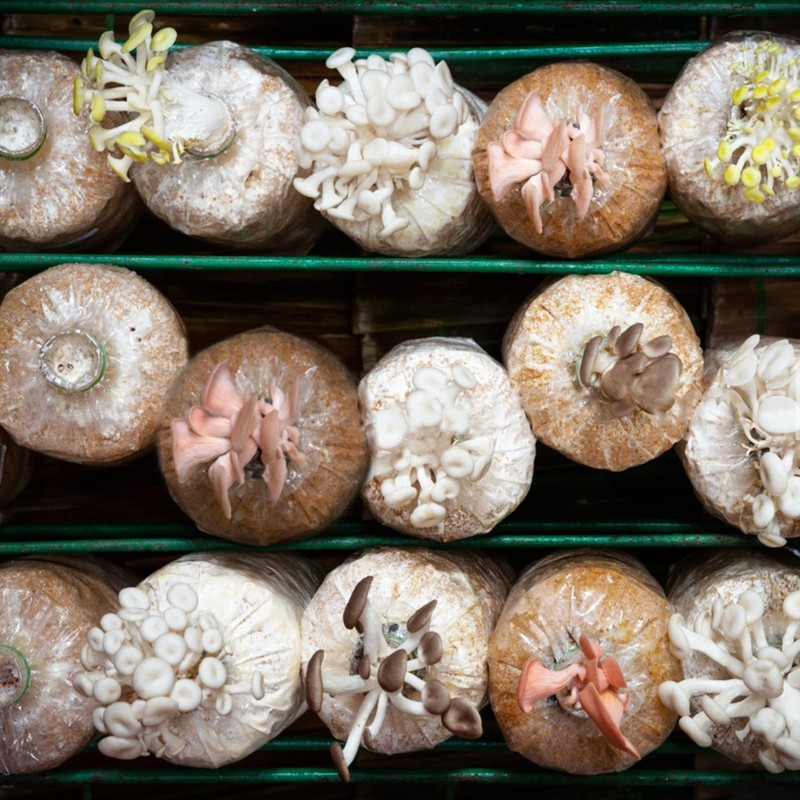 Biomed Solutions Mushroom Grow Bag Cap and Ring for Cultivating