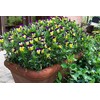 100+ Viola Johnny Jump-Up Flower Seeds, Heartsease, Purple-Yellow, Blooms Heavily,