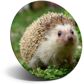 Destination Vinyl ltd Magnet for Refrigerator, Fridge - Cute Hedgehog Animal Garden Wildlife for Office, Cabinet and Whiteboard, Magnetic Stickers, 8205