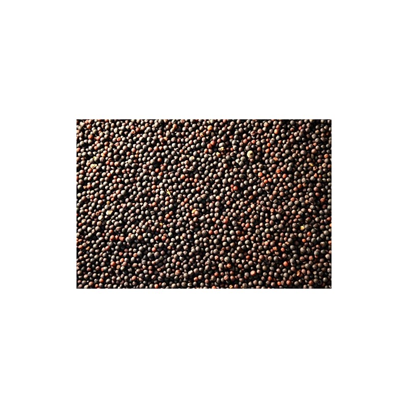 500 Bayou Kale Seeds for Planting Heirloom Non GMO 2+