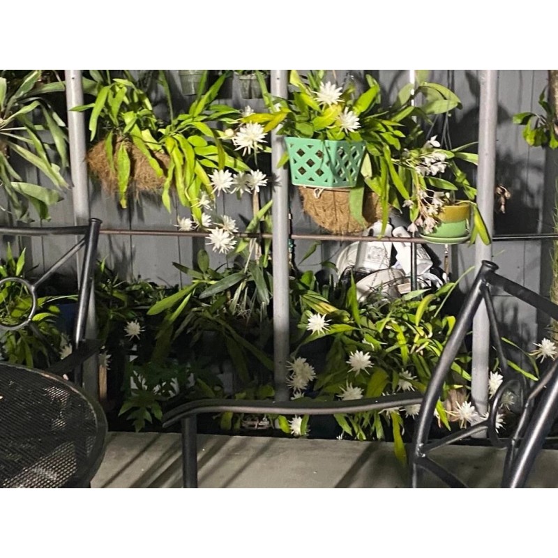 Cactus 11 Cutting 16.00 $ Epiphyllum Orchid Cactus: Night-Blooming Cereus